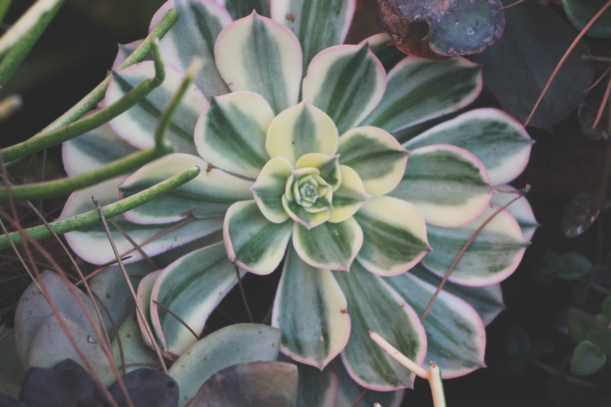 Cacti and Succulents in Old Town, CA via Needles + Leaves